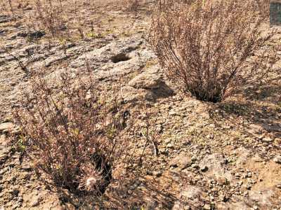 ...piante che sbucano da fori circolari forse adibiti un tempo a fuochi votivi